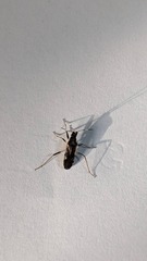 Elasmolomus squalidus