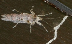 Cymatomera denticollis