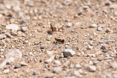 Stenobothrus rubicundulus