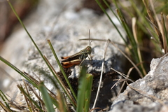 Stenobothrus rubicundulus