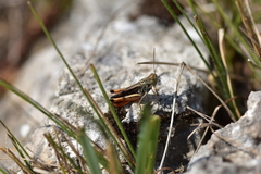 Stenobothrus rubicundulus