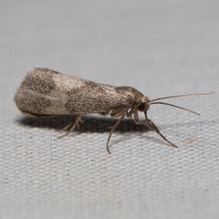 Cisthene faustinula
