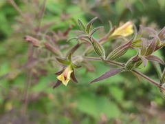Siphonostegia laeta