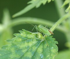 Calocoris affinis