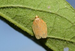 Clepsis metalleta
