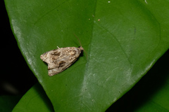 Sycacantha
