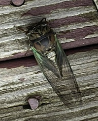 Neotibicen lyricen