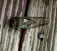 Neotibicen lyricen