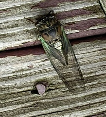 Neotibicen lyricen