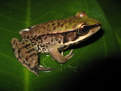 Lithobates palmipes