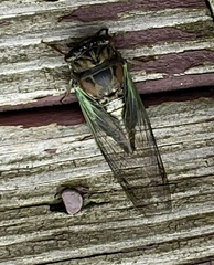 Neotibicen lyricen