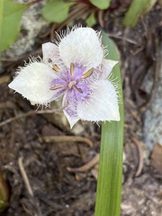 Calochortus elegans