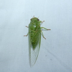 Okanagana viridis