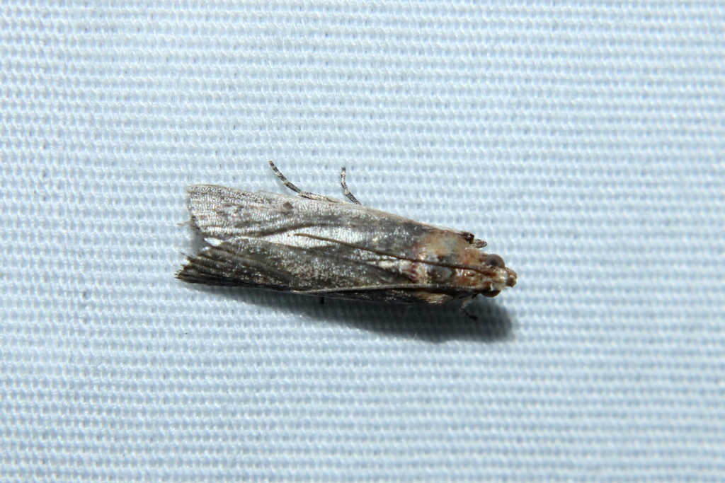 Rusty-banded Adelphia Moth from Holford Rd, Garland, TX, US on July 23 ...