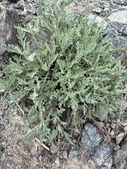 Chaenactis thompsonii