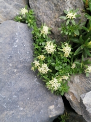 Galium megalospermum