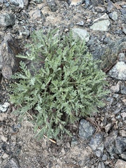 Chaenactis thompsonii