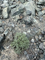 Chaenactis thompsonii