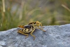 Prionotropis hystrix