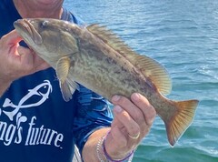 Mycteroperca microlepis