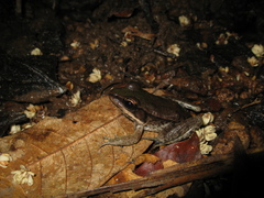Lithobates palmipes