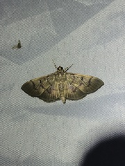 Omiodes pernitescens