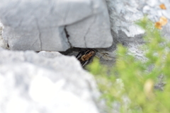 Pholidoptera dalmatica