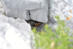 Pholidoptera dalmatica