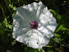 Ipomoea longifolia