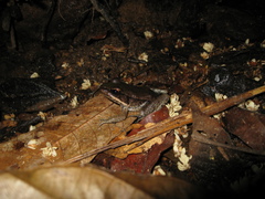 Lithobates palmipes