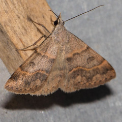 Hemeroplanis historialis