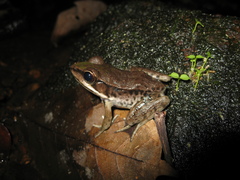 Lithobates palmipes