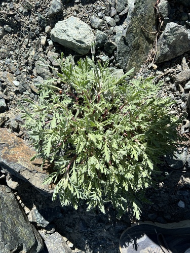 Image of Thompson's Pincushion by no rights reserved