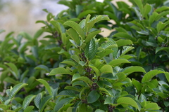 Rhamnus fallax