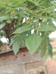 Magnoliopsida