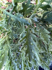 Chaenactis thompsonii