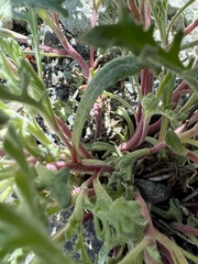 Chaenactis thompsonii