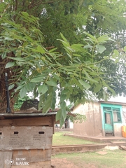 Magnoliopsida
