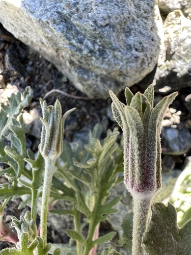 Image of Chaenactis thompsonii by no rights reserved