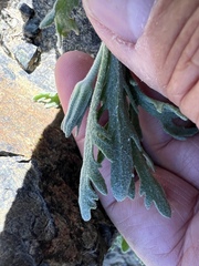 Chaenactis thompsonii