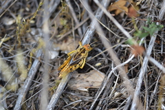 Prionotropis hystrix