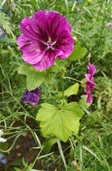 Malva sylvestris mauritiana