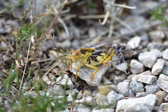 Prionotropis hystrix