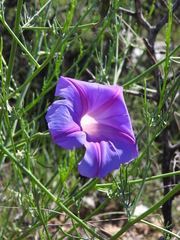 Ipomoea sescossiana