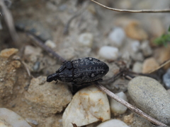 Leucophyes pedestris