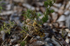 Prionotropis hystrix