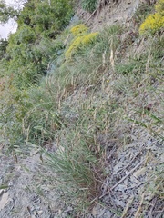 Piptatherum holciforme