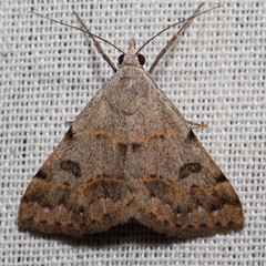 Hemeroplanis historialis