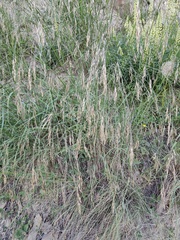 Piptatherum holciforme