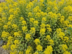 Odontarrhena obtusifolia